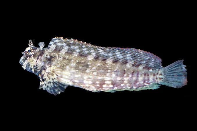 Jewelled Algae Blenny