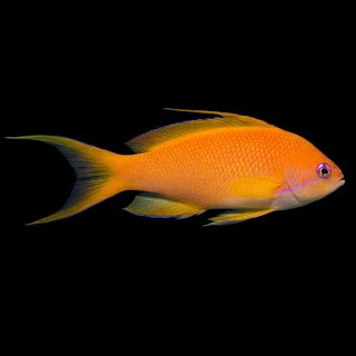 Lyre tail anthias