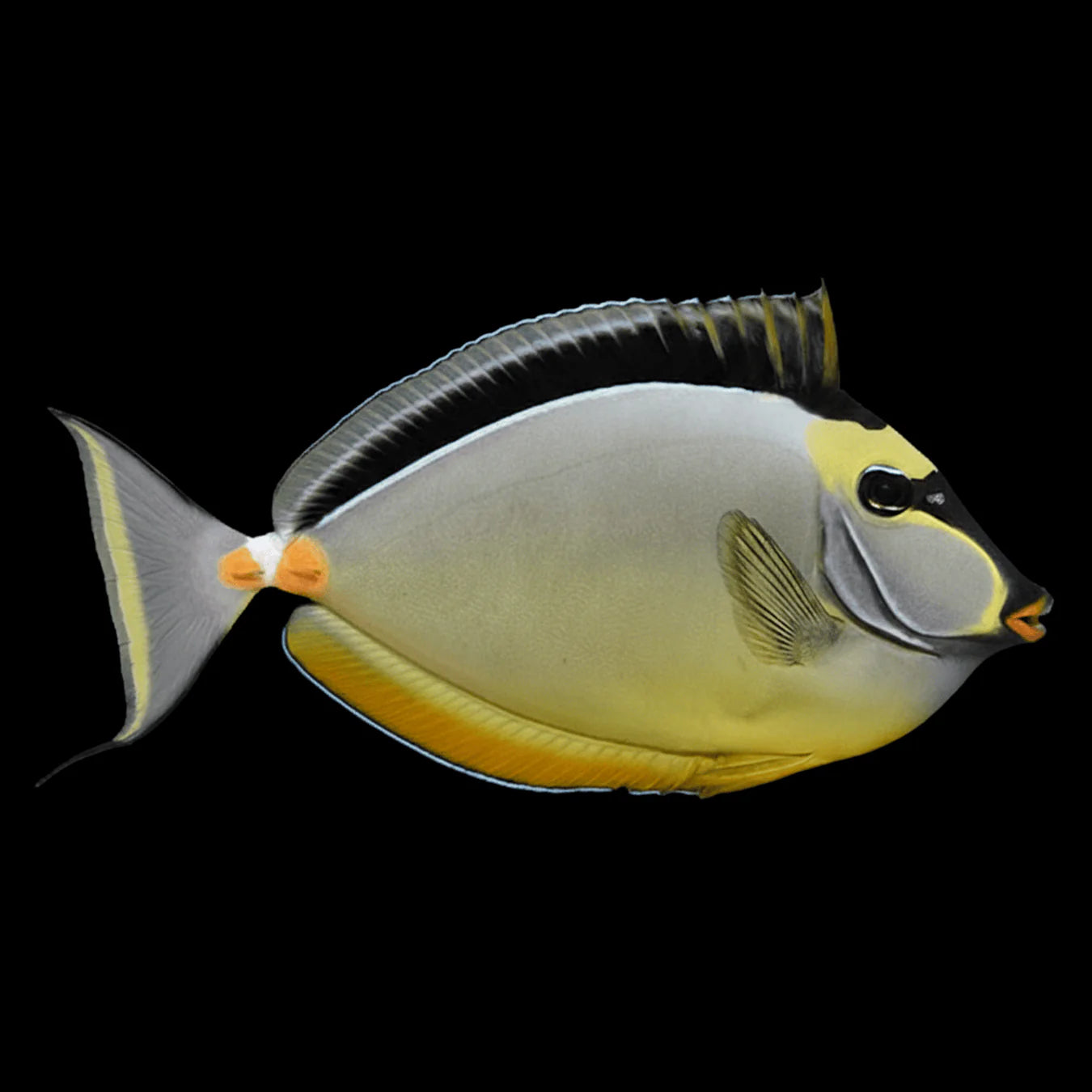 Naso tang