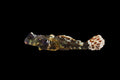 Ocellated Dragonet