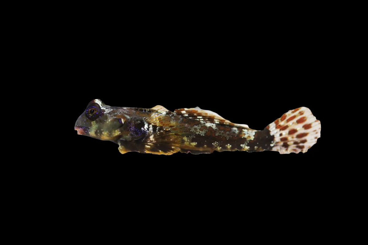 Ocellated Dragonet