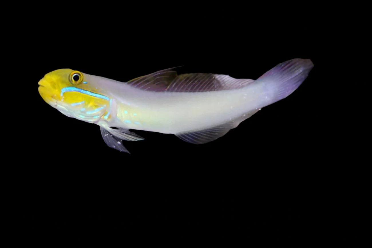 Yellow headed sleeper goby