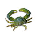 Emeral crab