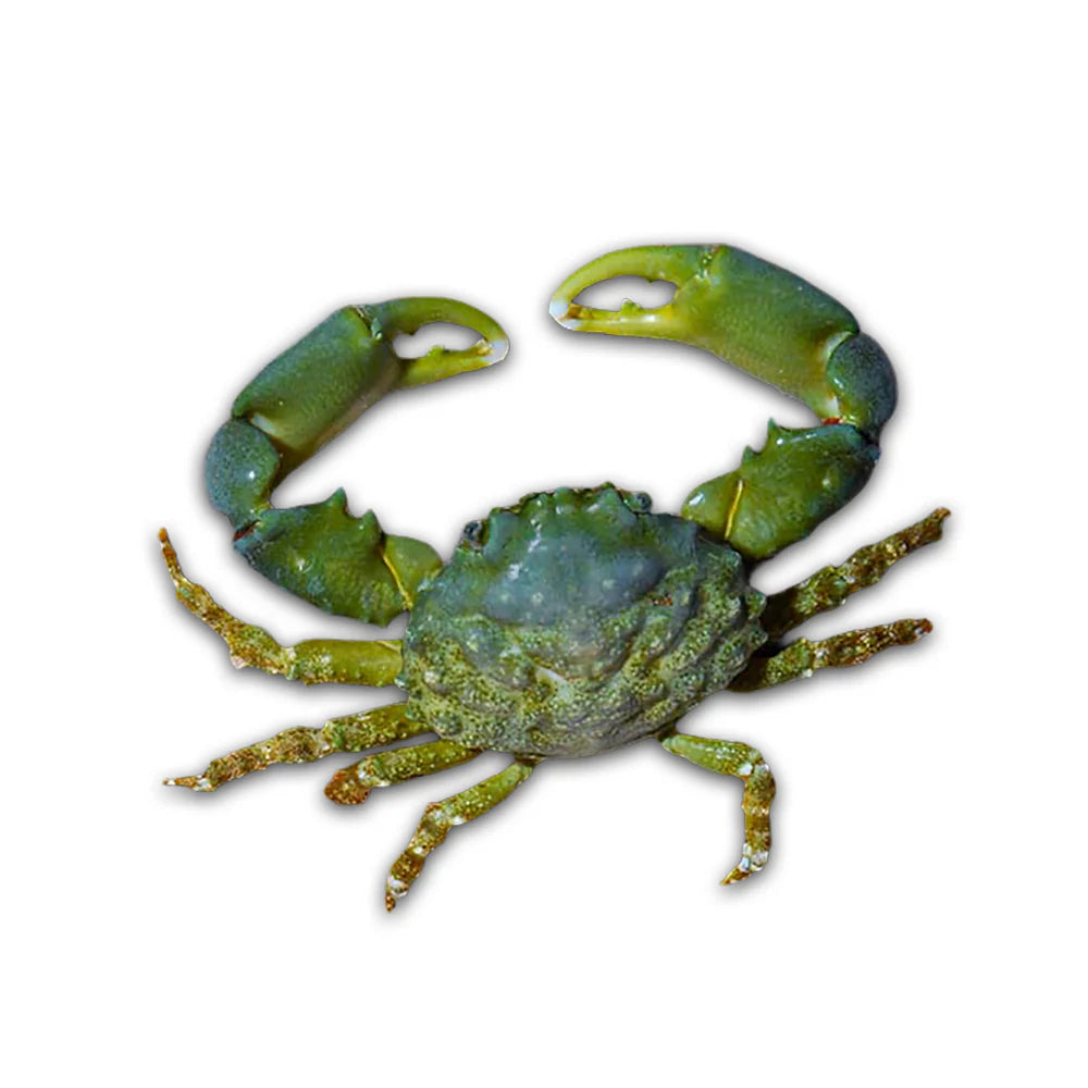 Emeral crab