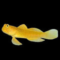 Yellow watchman goby
