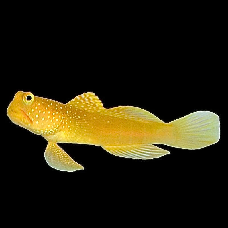 Yellow watchman goby