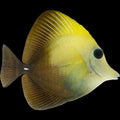 Yellow scopas tang