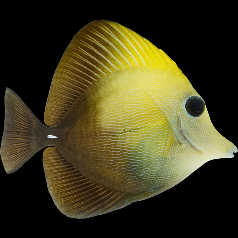 Yellow scopas tang