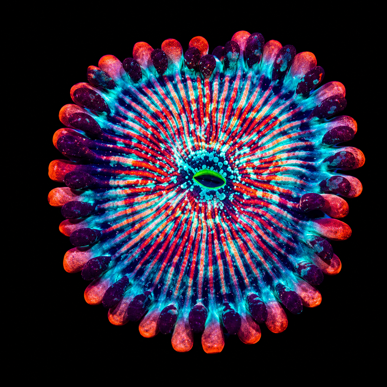 White zombie zoas