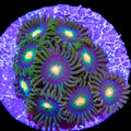 Blow pop zoas