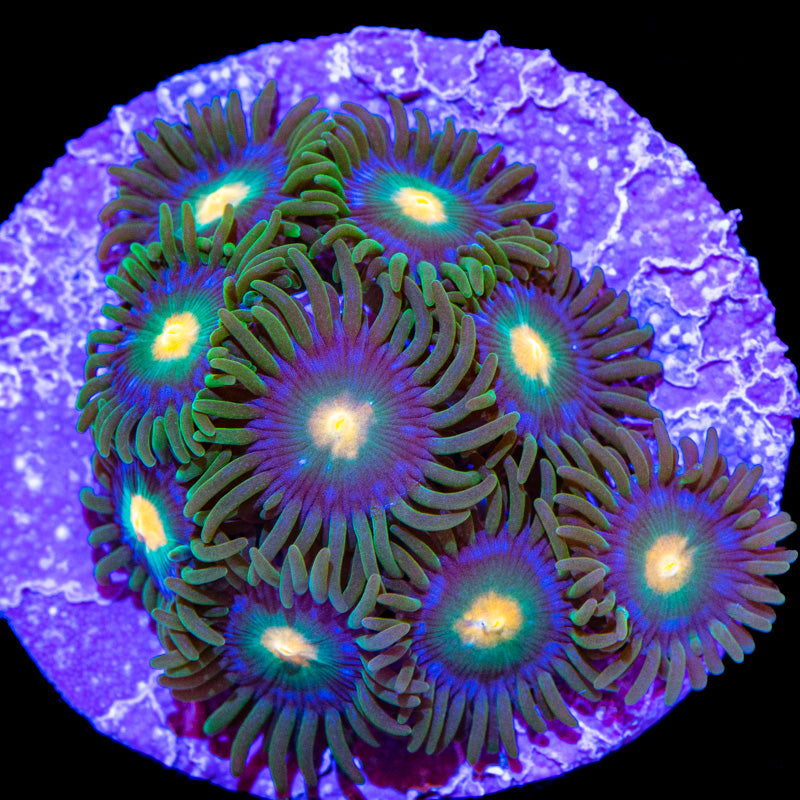 Blow pop zoas