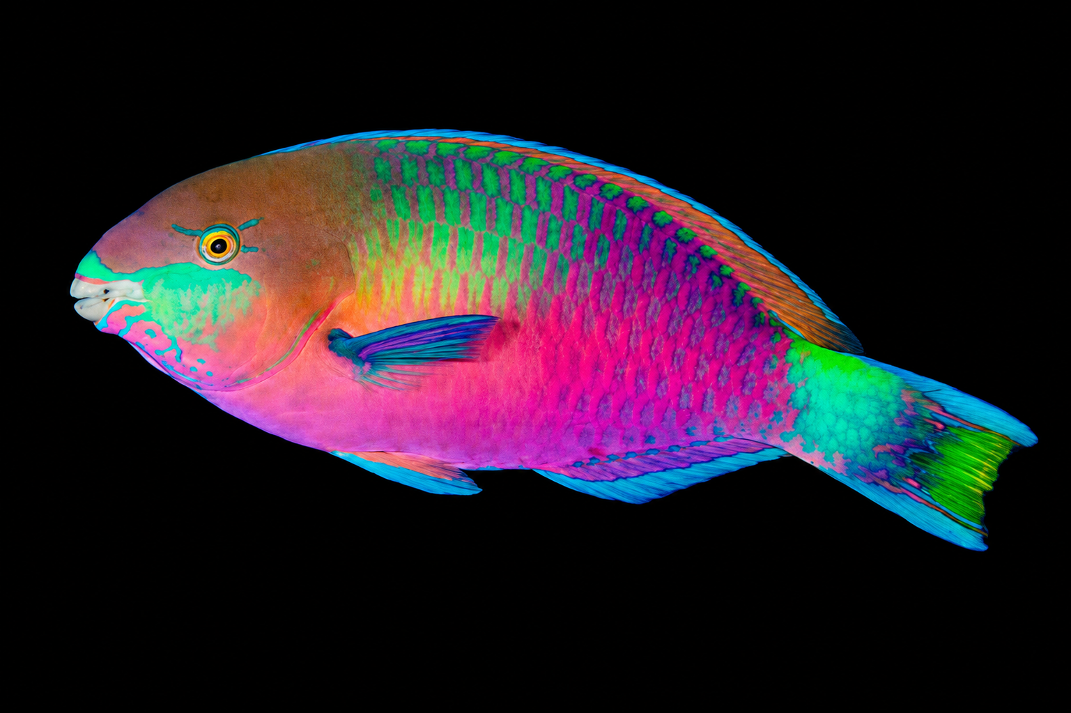 Quoyi Parrotfish