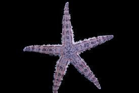 Sand sifting star