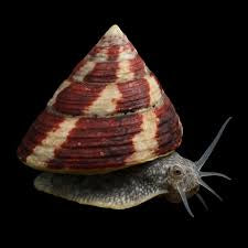 Trochus snail
