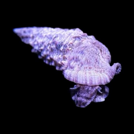 Cerith snail