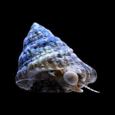 Astrea snail