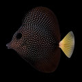 Gem Tang (QUARANTINED • EATING • CONDITIONED)
