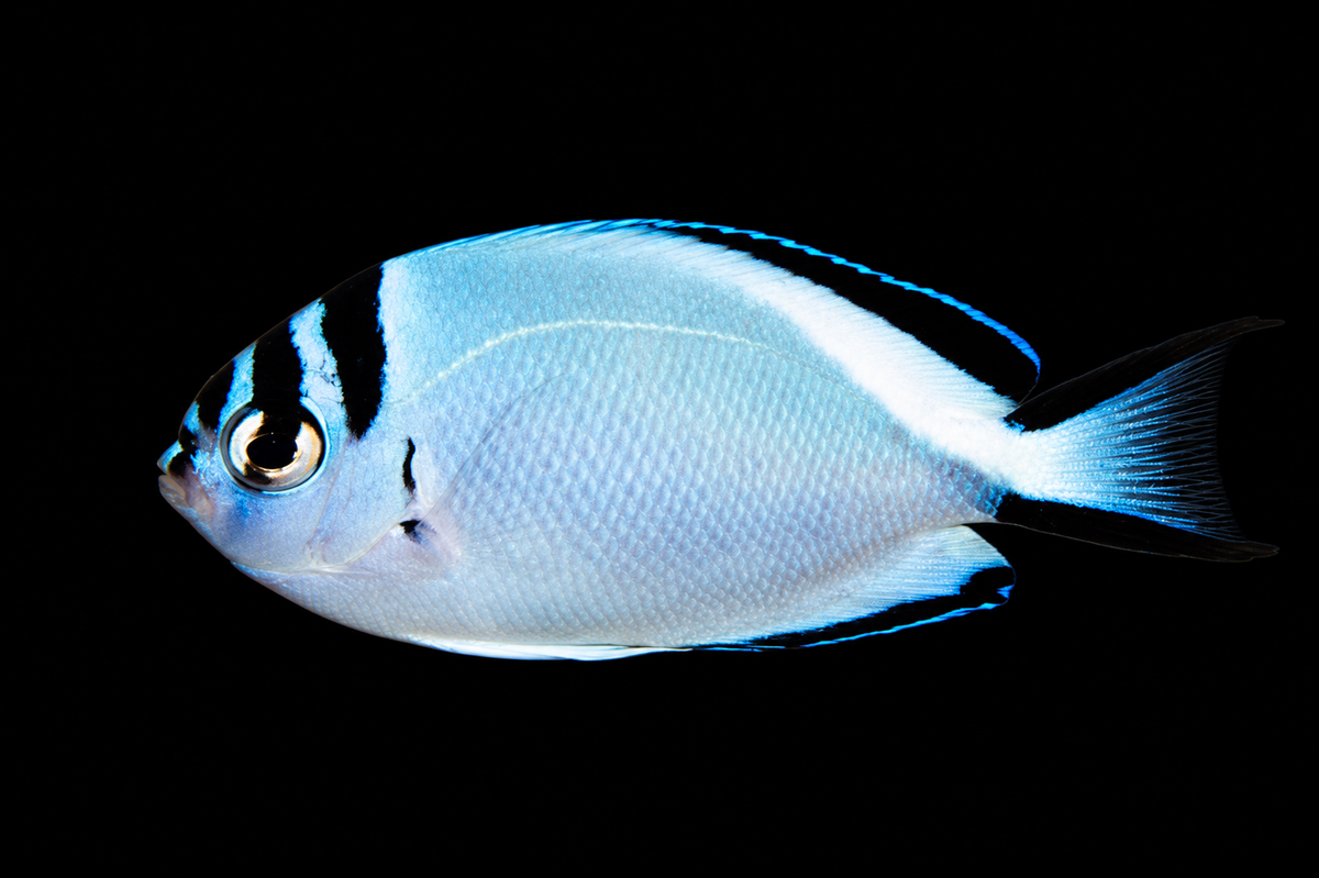 Watanabe Angelfish (QUARANTINED)