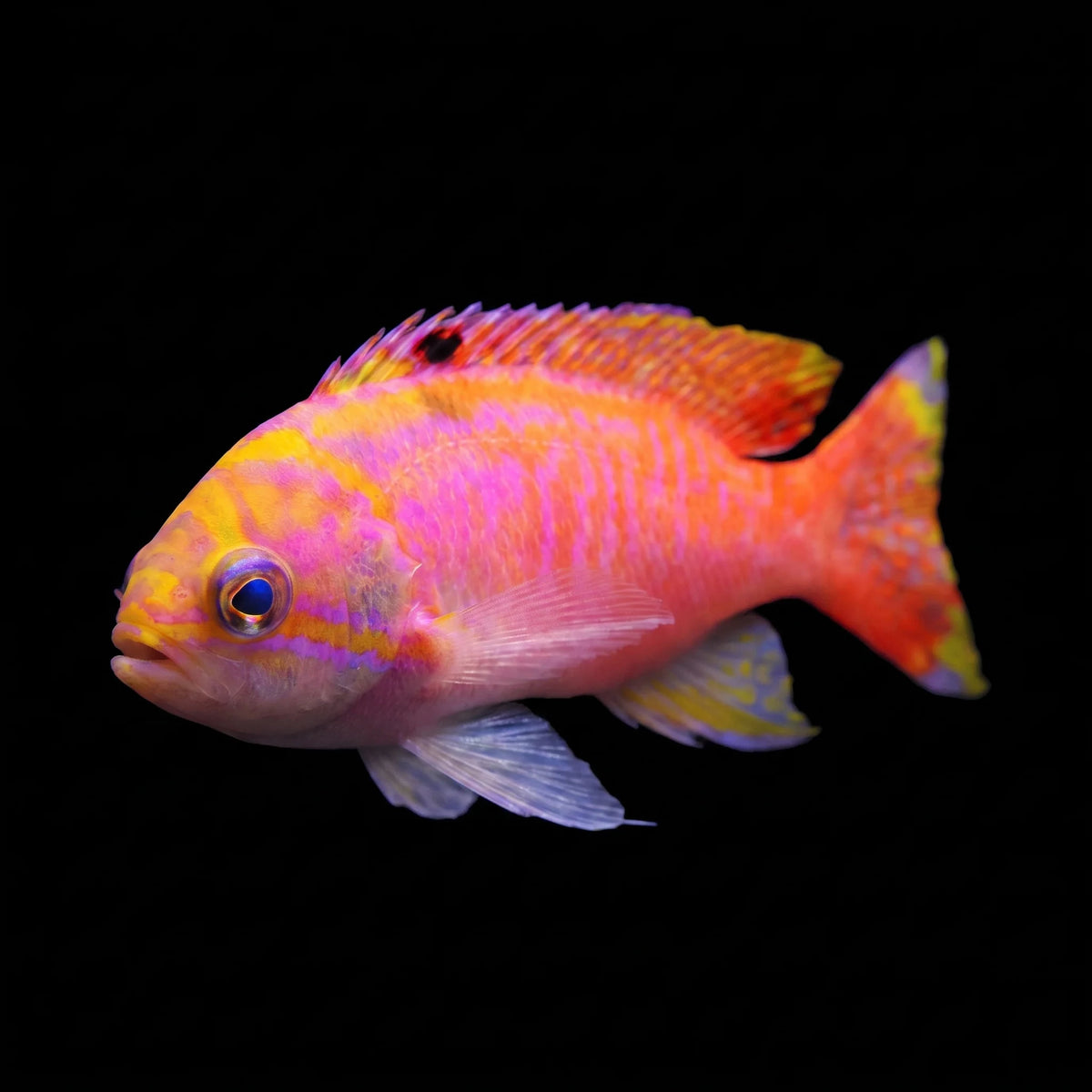 Bimaculatus Anthias