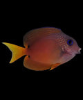 Blue Eye BristleTooth Tang