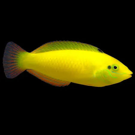 Canary wrasse