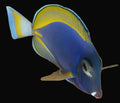 Purple Powder Blue Hybrid Tang