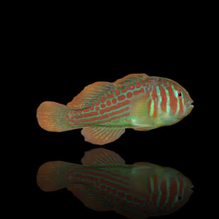 Broad-Barred Green Acropora Goby