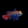 Mandarin Dragonets