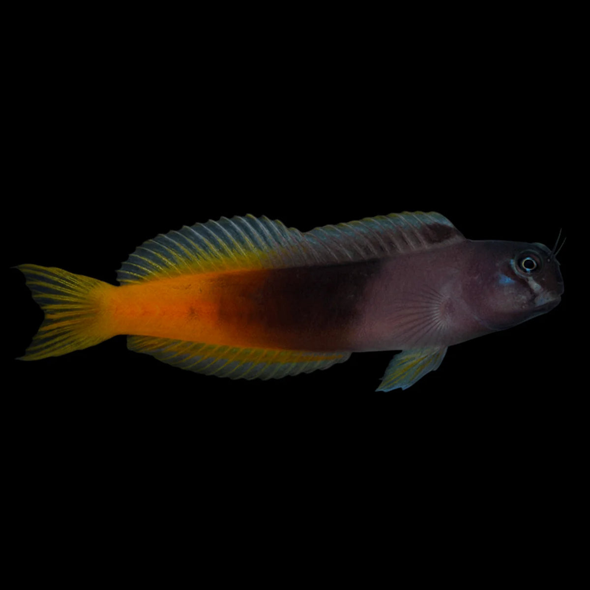 Bicolor blenny