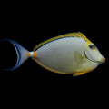 Show Size Blonde Naso