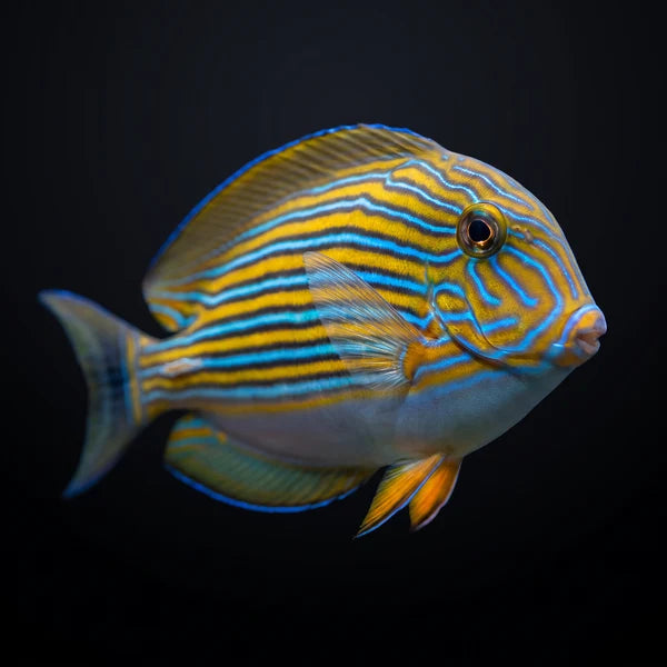 Clown tang