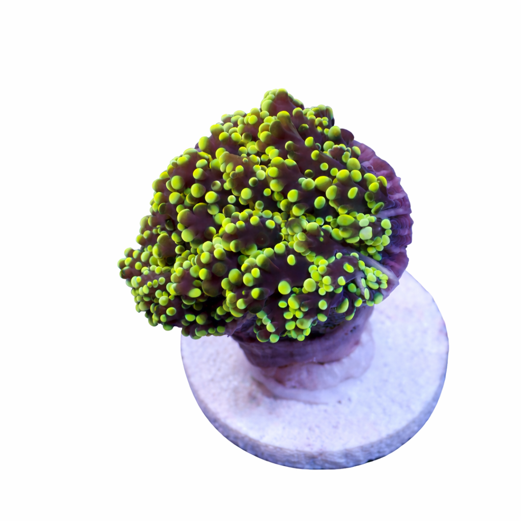 Rasta Frogspawn