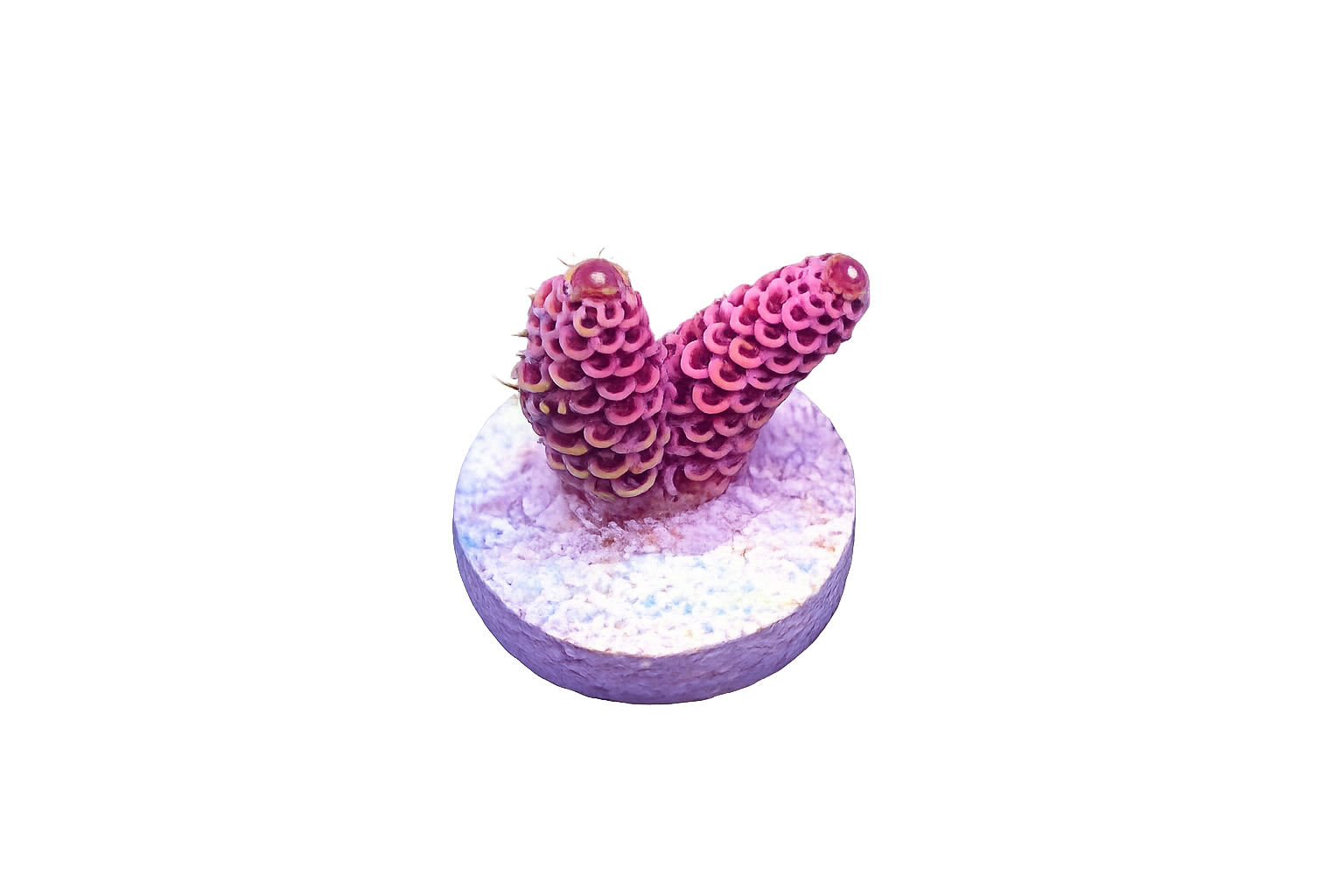 BubbleGum Millipora