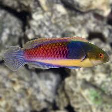Blue Headed Fairy Wrasse