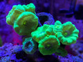 Trumpet Corals