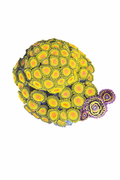 Kiwi Zoa