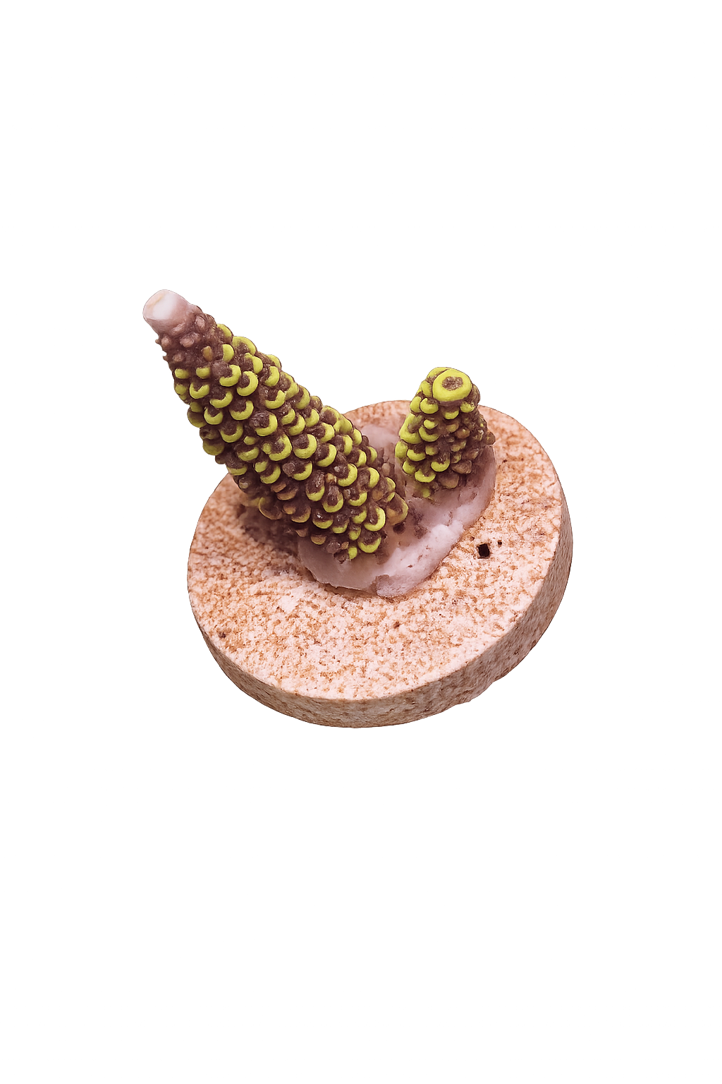 Midnight Majesty frag