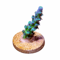 Myagi Tort