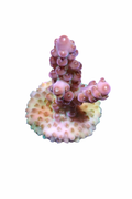 Pink Granulusa Acro