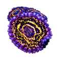 Stratosphere Zoa