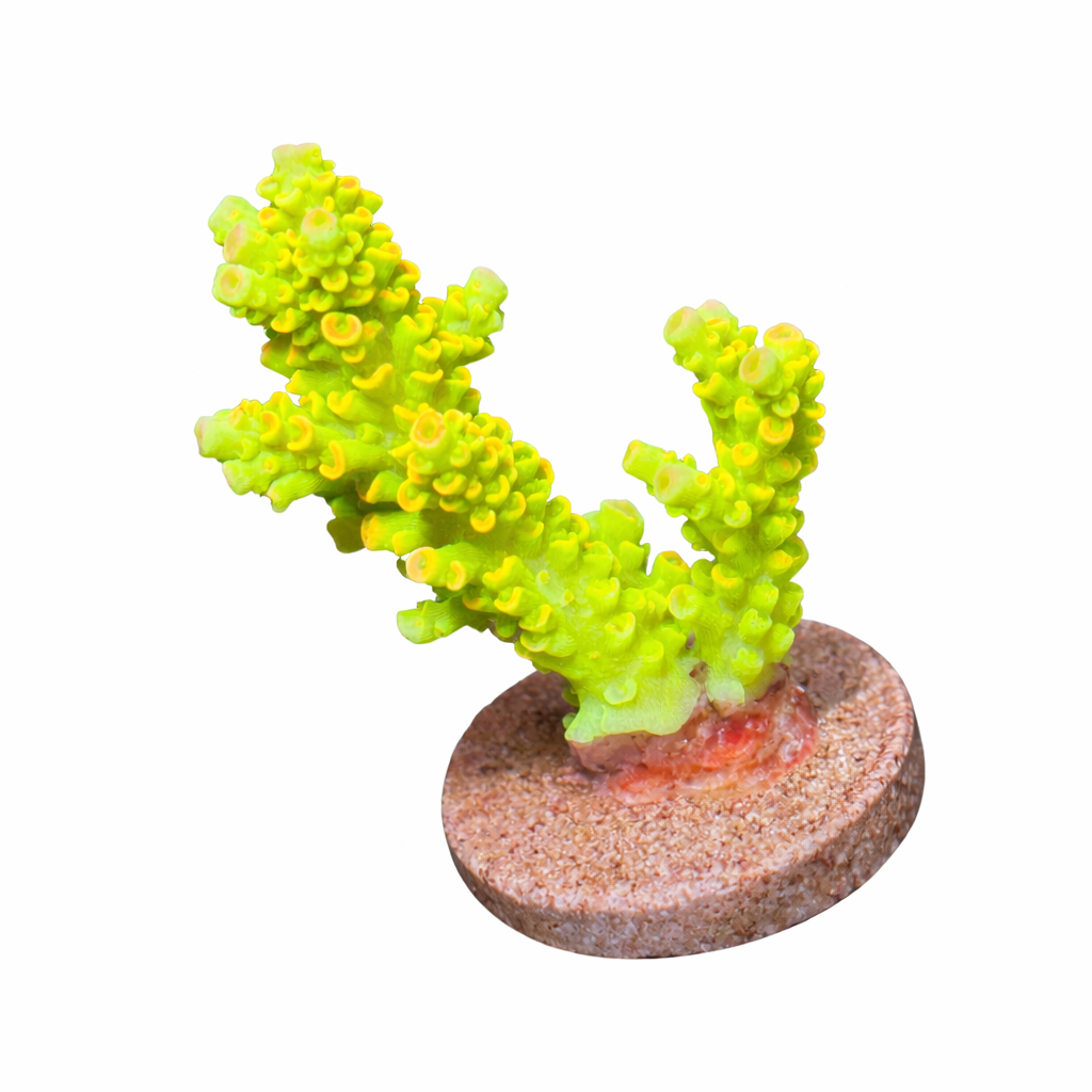 TinkerBell Acro Frag